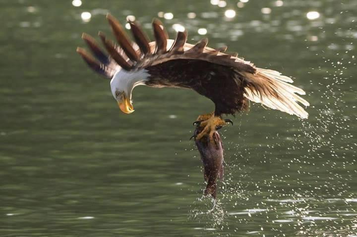 fishing 1 - 14630773252566076161351859305658n.jpg